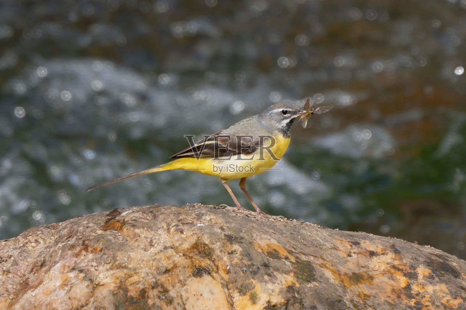 灰鹡鸰在河边捕捉昆虫。照片摄影图片