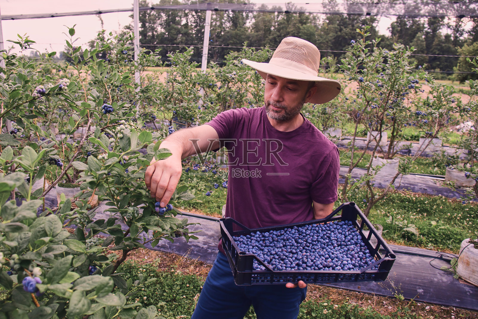 农民在农场采摘新鲜蓝莓。照片摄影图片