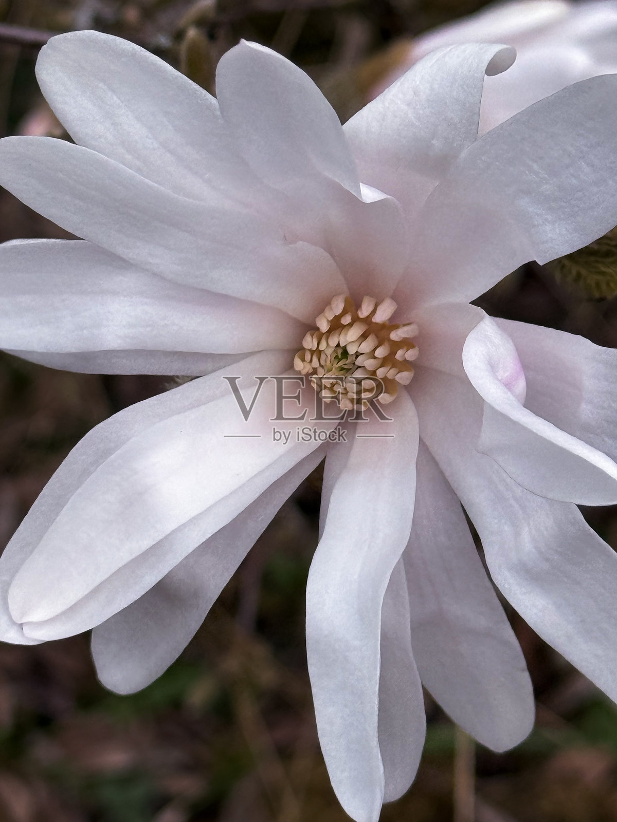 白玉兰花特写照片摄影图片