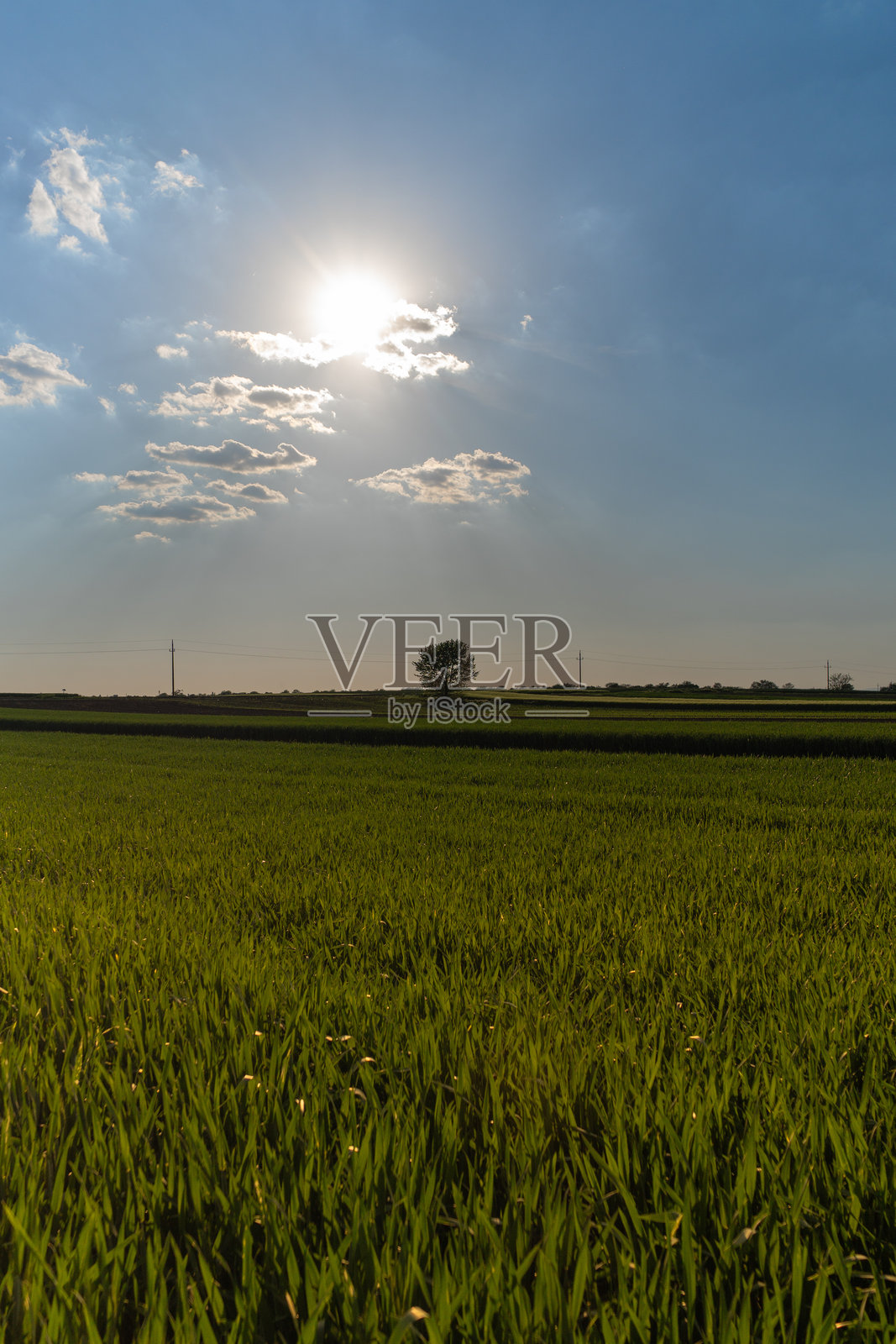 一片中间有一棵树的小麦田照片摄影图片