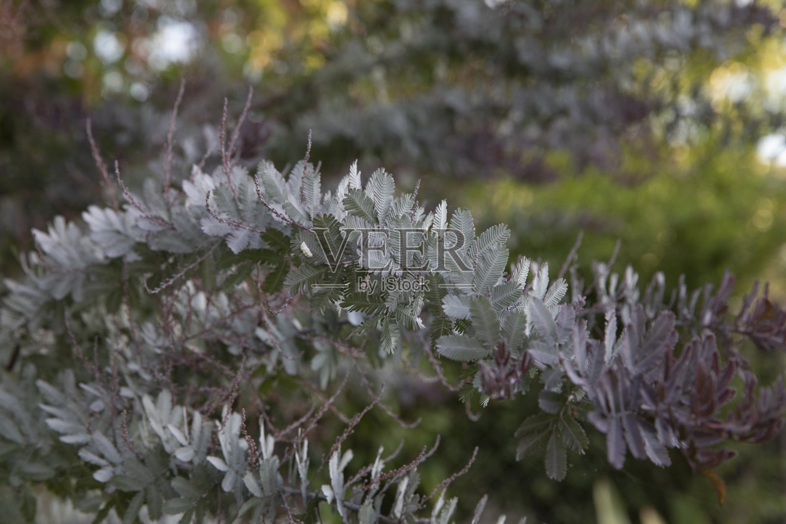 紫色叶片的巴利亚娜相思树特写视图照片摄影图片