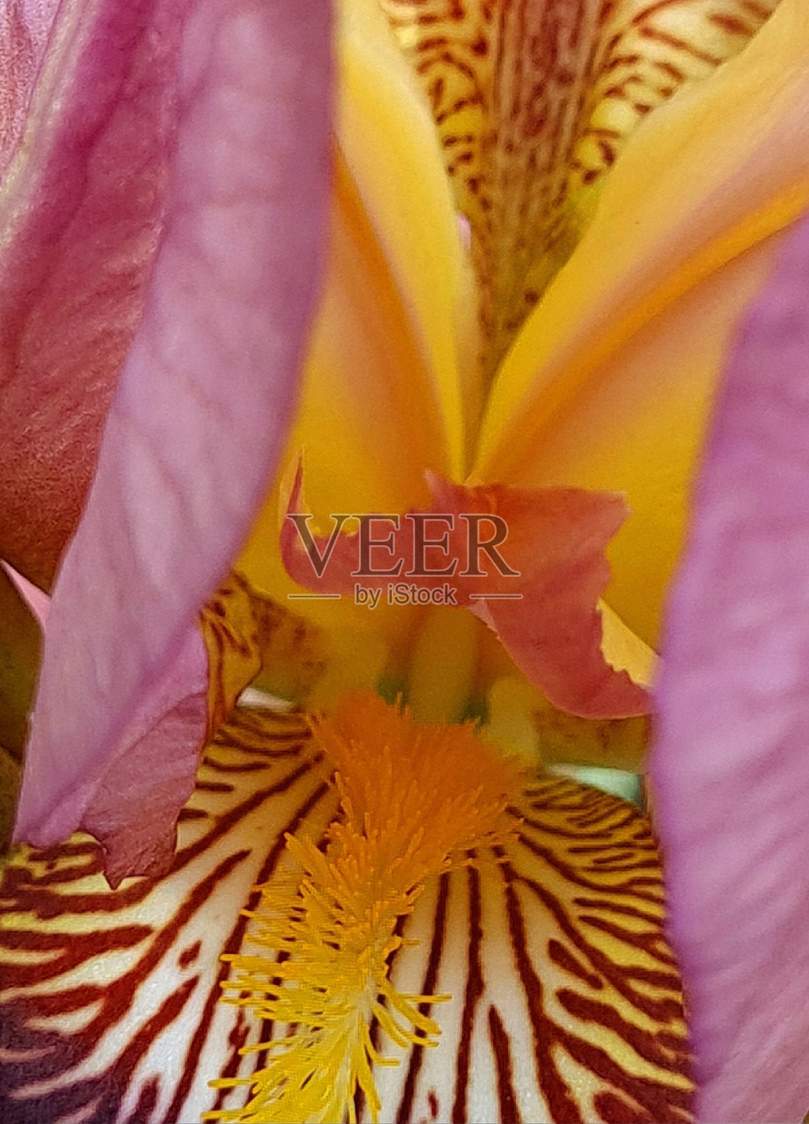 鸢尾花照片摄影图片