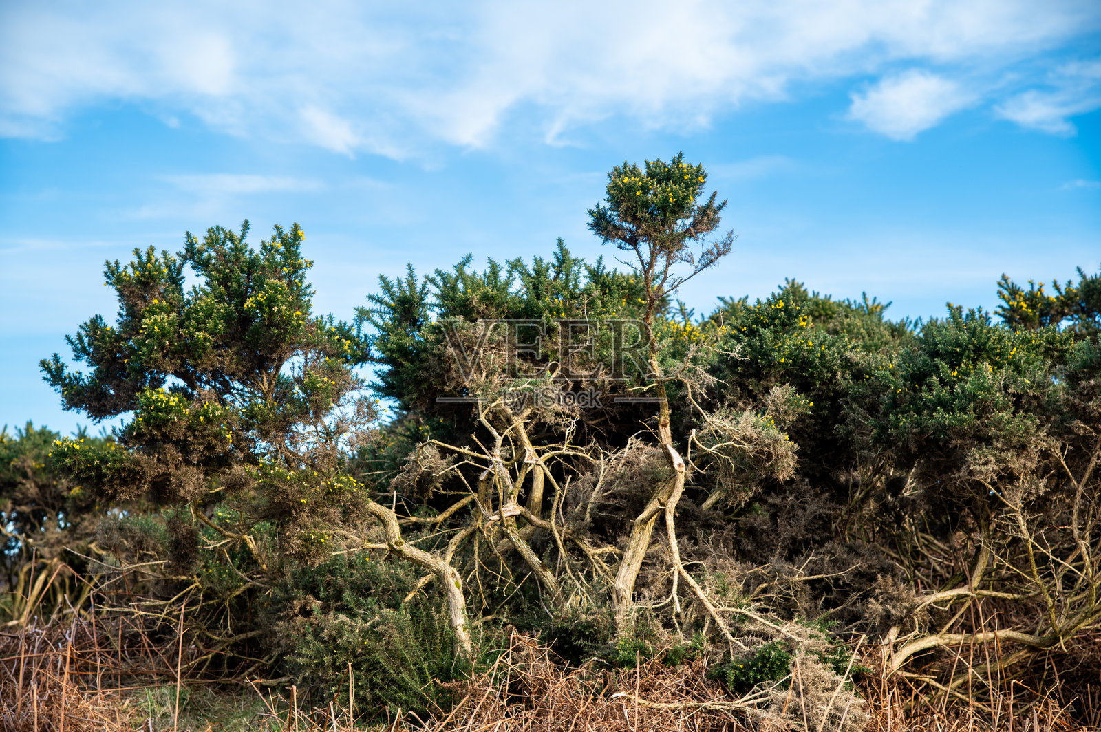 荆棘灌木丛照片摄影图片