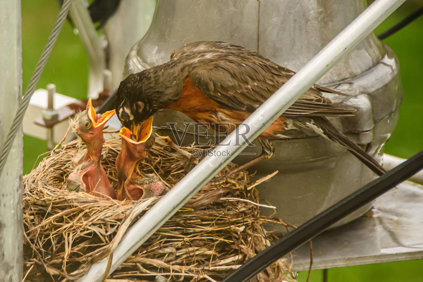 喂食时间。照片摄影图片