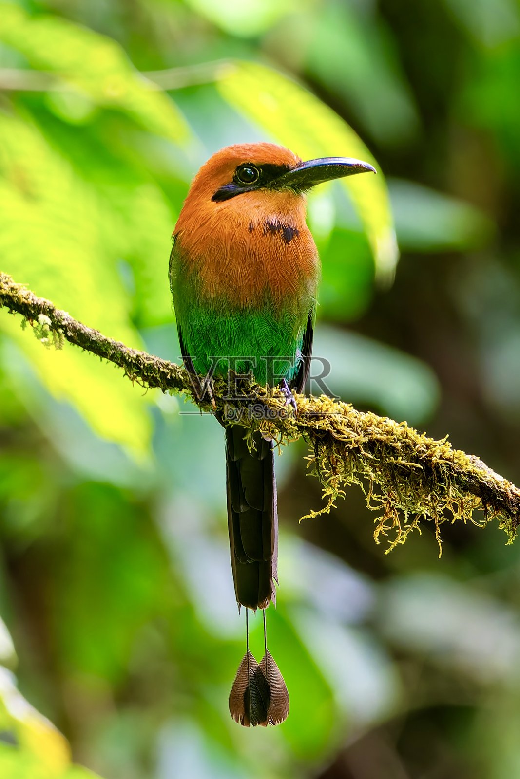 宽喉摩托车照片摄影图片
