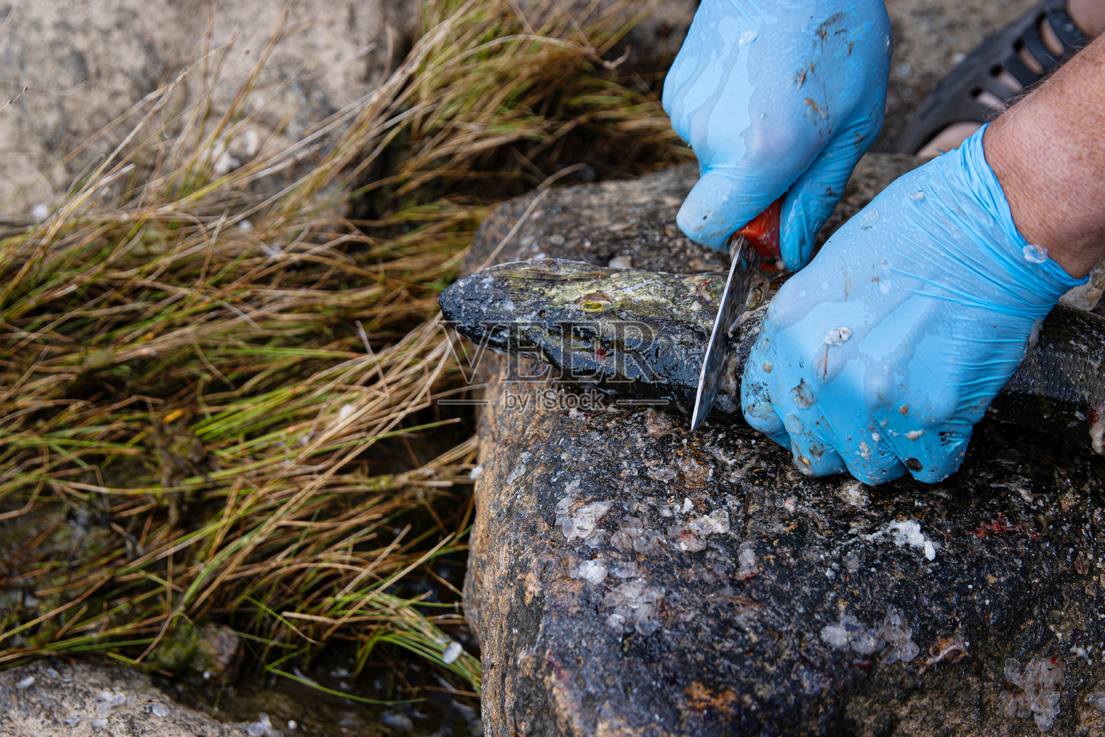 渔民在户外海滩上给新鲜鱼片鱼。特写镜头显示戴着蓝色乳胶手套的手用锋利的刀在岩石表面片鱼。照片摄影图片