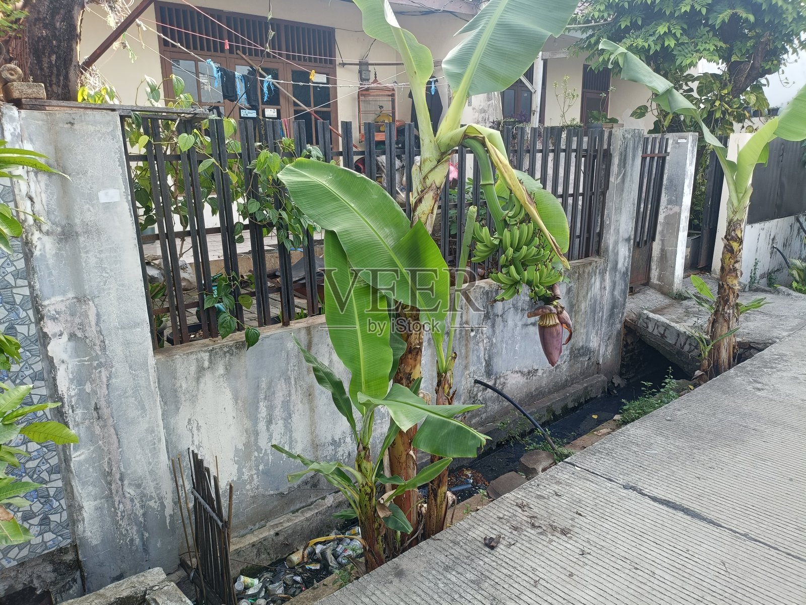 香蕉树照片摄影图片