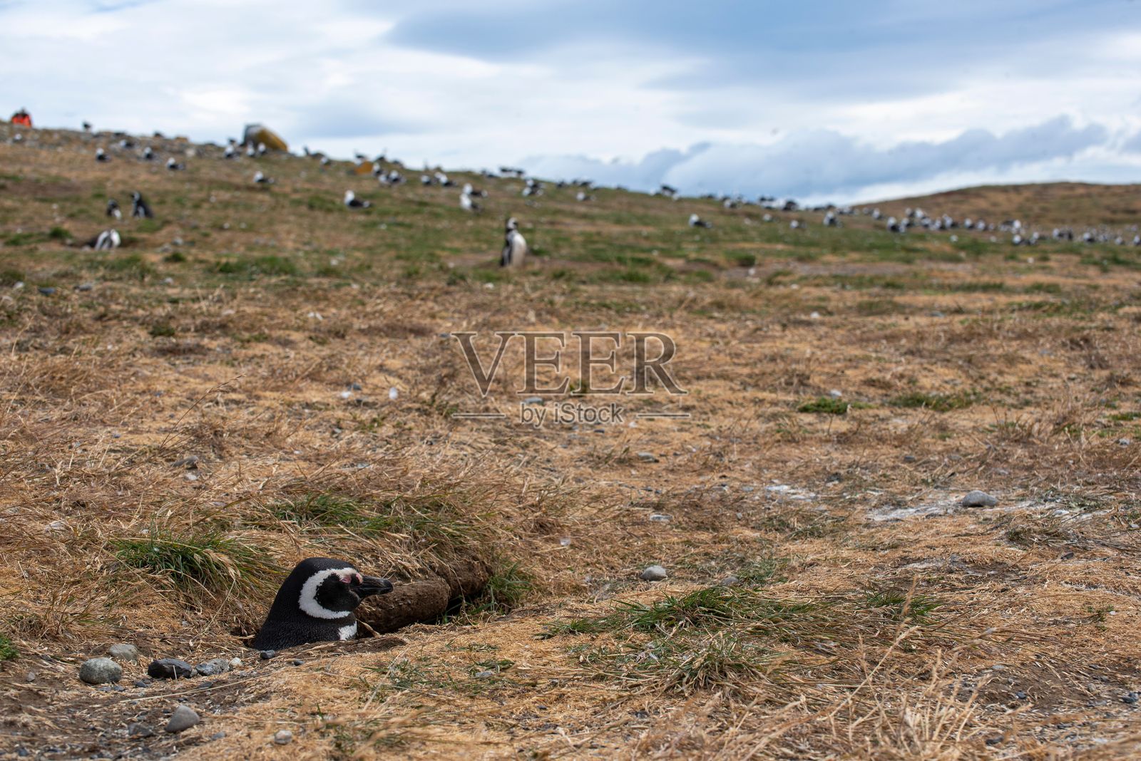 马格兰企鹅栖息在草地上的群落。照片摄影图片