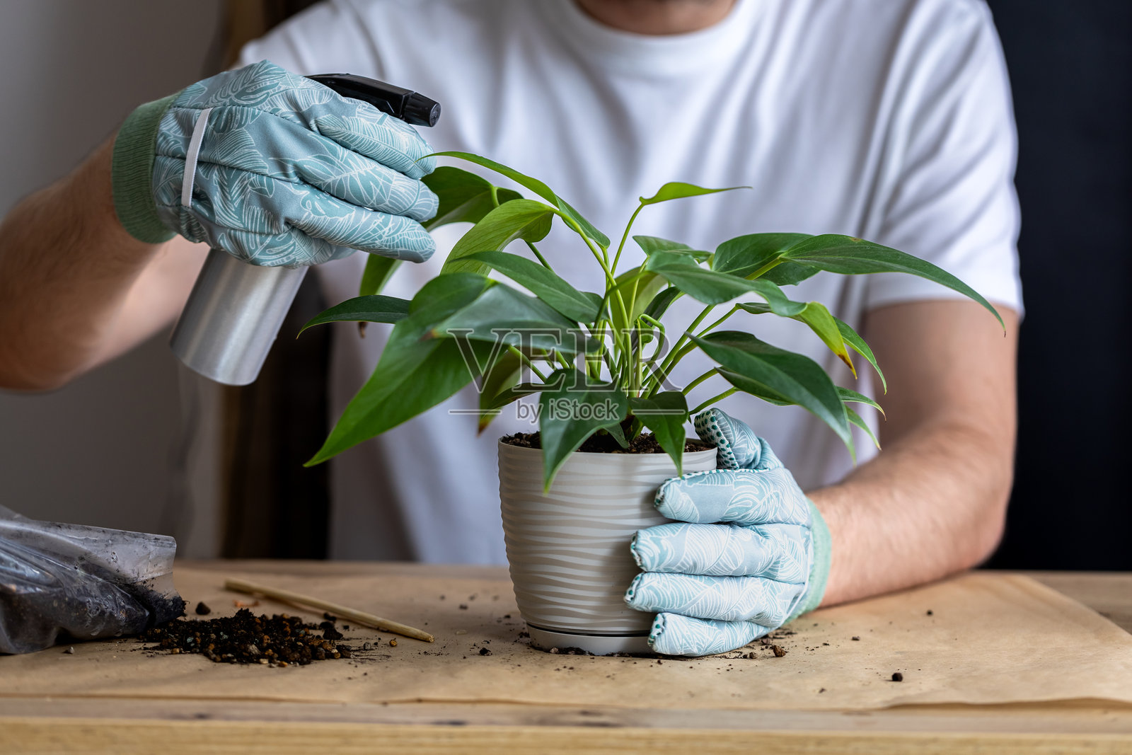 男子用喷雾瓶给安祖花喷洒水，室内花卉护理照片摄影图片