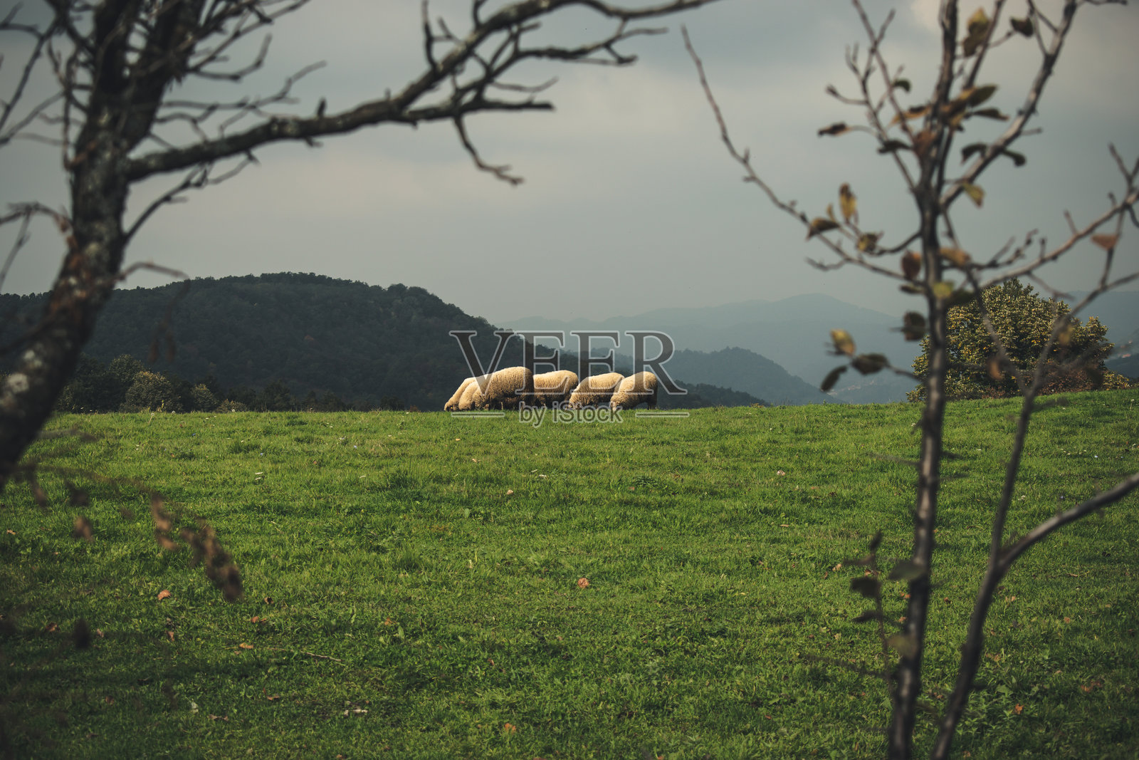 山中的羊照片摄影图片