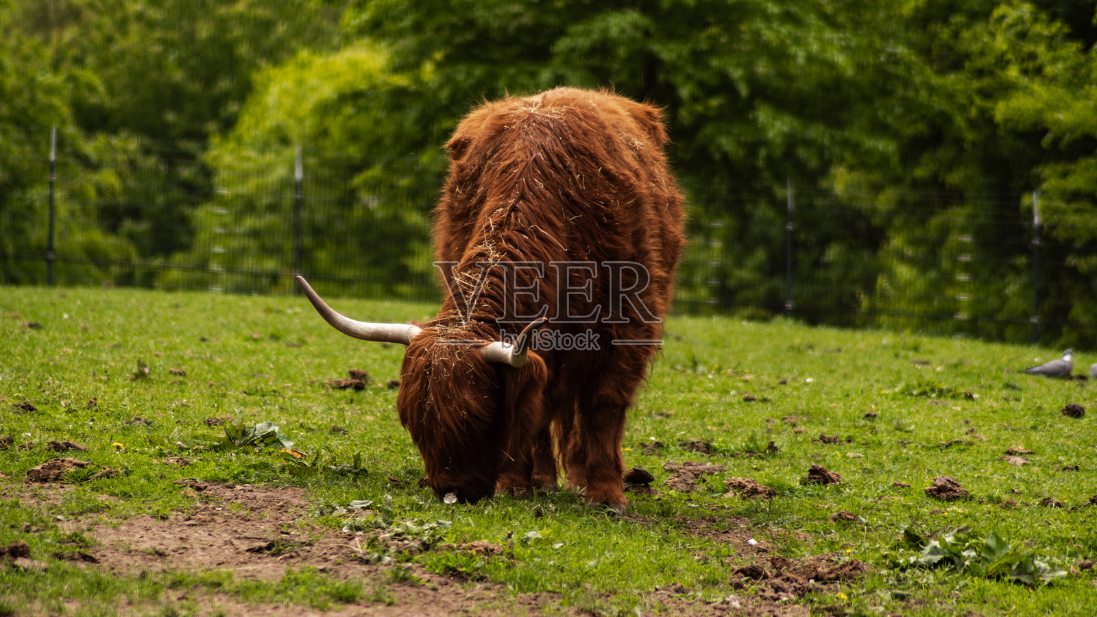 苏格兰高地牛在绿色牧场上吃草照片摄影图片