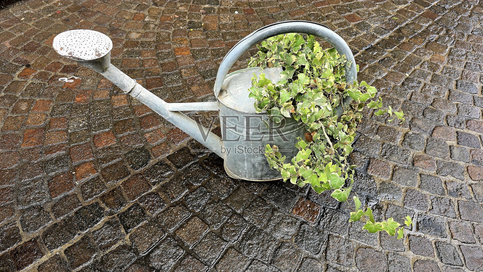 一个金属浇水壶被重新利用为花盆，里面种满了绿色常春藤，放在意大利奥尔维耶托的湿石砖路面上。照片摄影图片