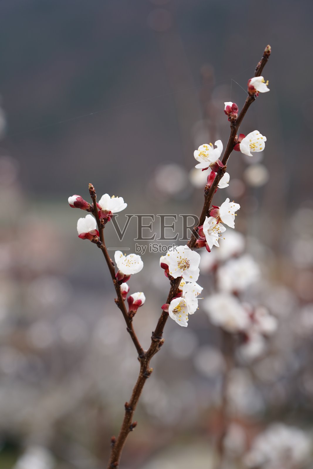 杏花。杏花盛开。春天的瓦豪谷。奥地利瓦豪谷的杏花。盛开的果树果园。照片摄影图片