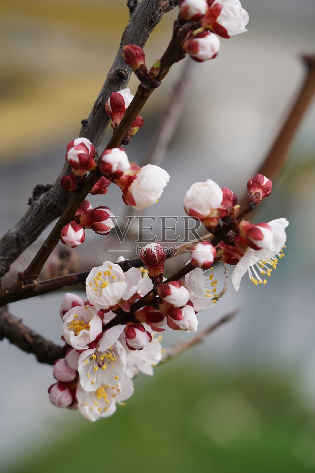 杏花。杏花盛开。春天的瓦豪谷。奥地利瓦豪谷的杏花。盛开的果树果园。照片摄影图片