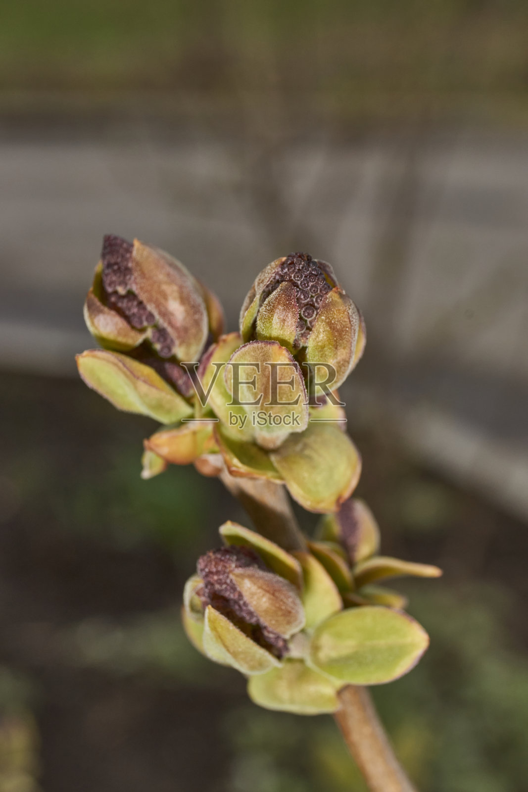 紫丁香花苞正在绽放。紫丁香花苞（拉丁名：Syringa vulgaris）在春日阳光的照耀下。照片摄影图片