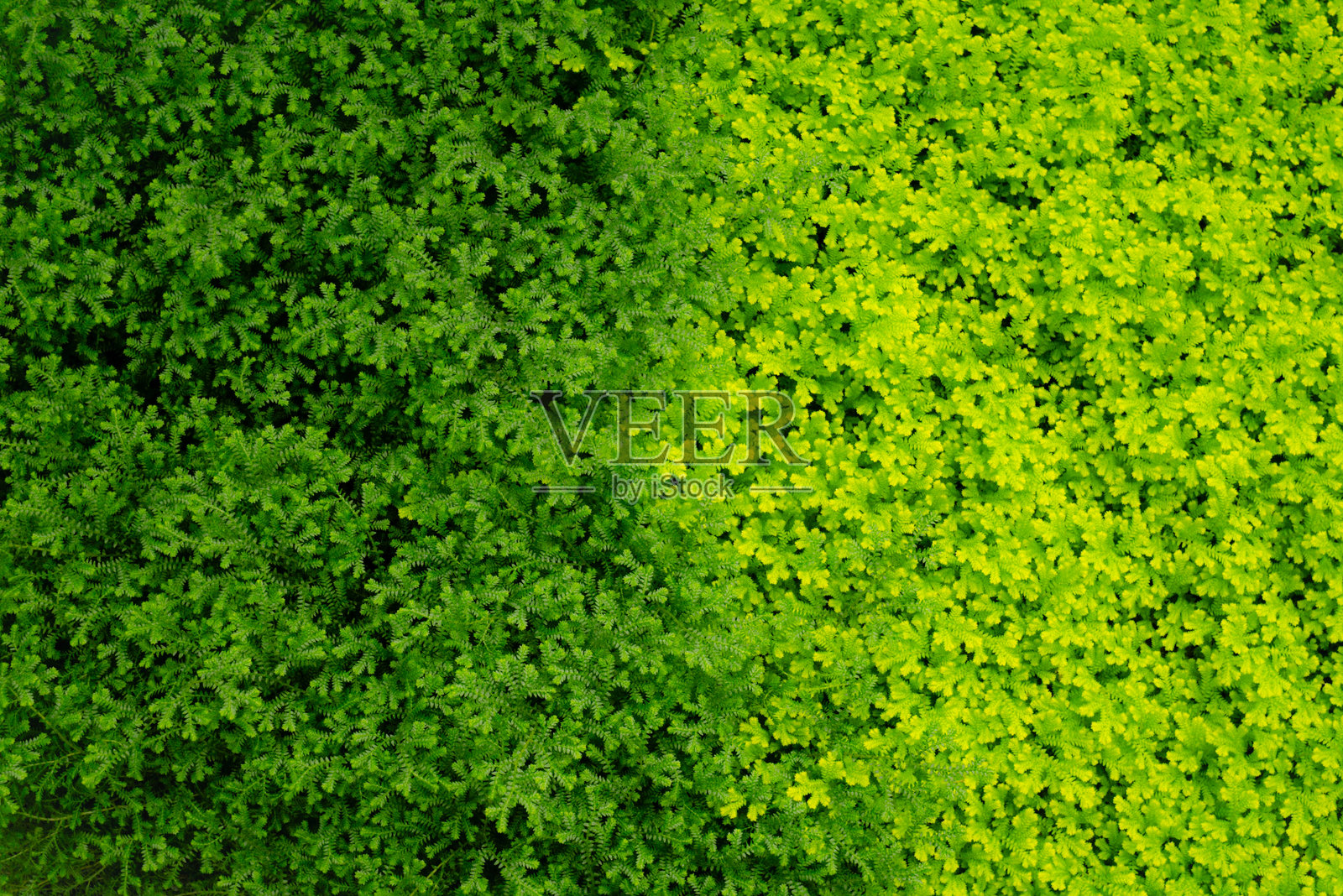 丹麦哥本哈根花园中的丰盛索雷利亚照片摄影图片