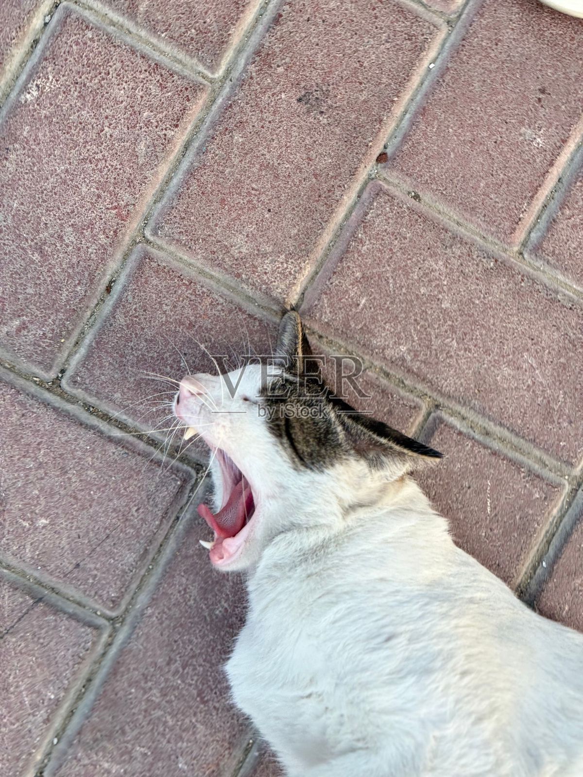 户外的异色瞳猫咪照片摄影图片