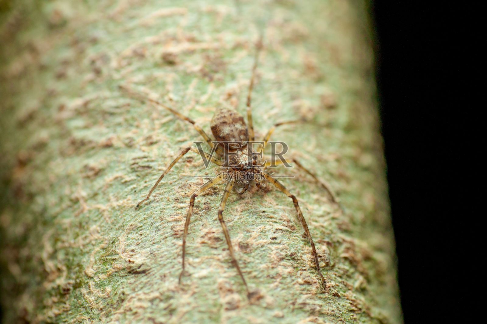 树皮上的Episinus梳足蜘蛛特写镜头照片摄影图片