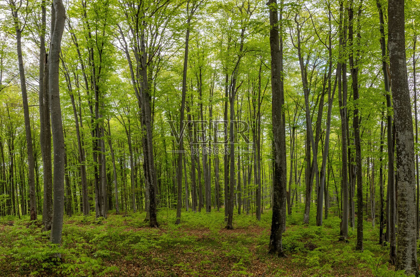 郁郁葱葱的森林与高大的树木照片摄影图片