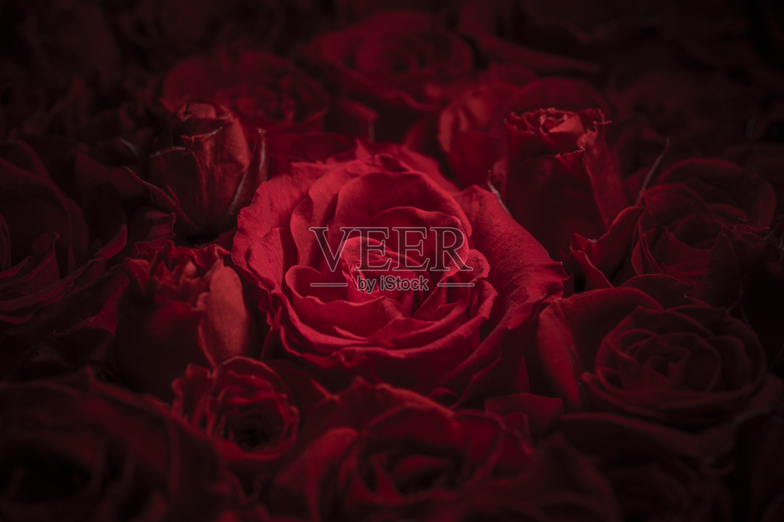 美丽的背景，盛开的热情红玫瑰照片摄影图片