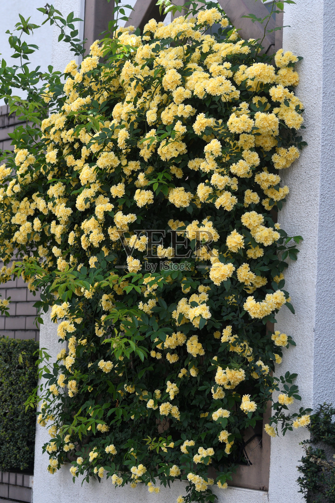 玫瑰家族（Rosaceae）的大而蔓延的攀缘灌木：巴克斯玫瑰照片摄影图片