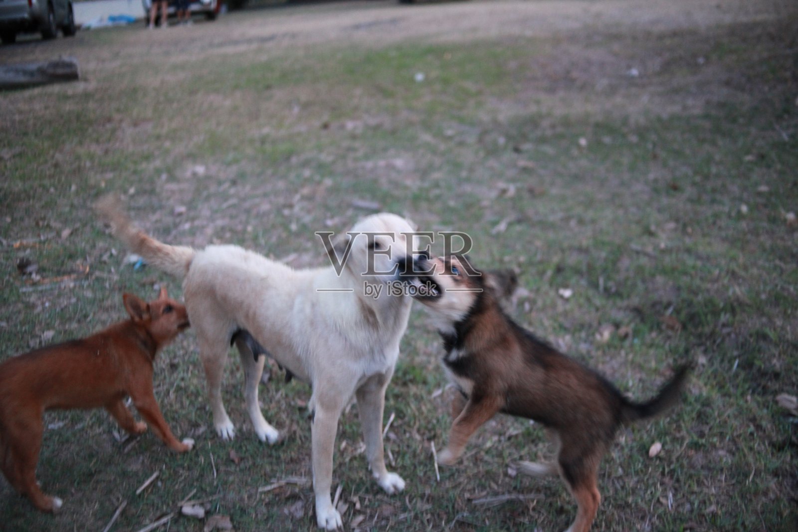 泰国犬照片摄影图片