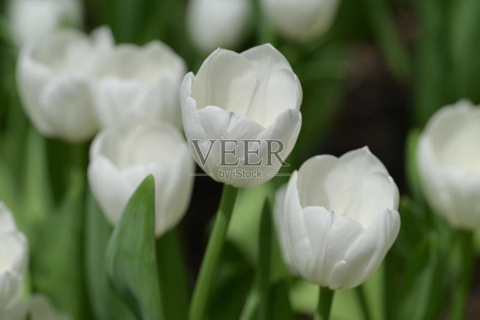 盛开的白色郁金香特写，周围环绕着绿色叶子，背景中模糊的郁金香营造出柔和多彩的春季场景。照片摄影图片