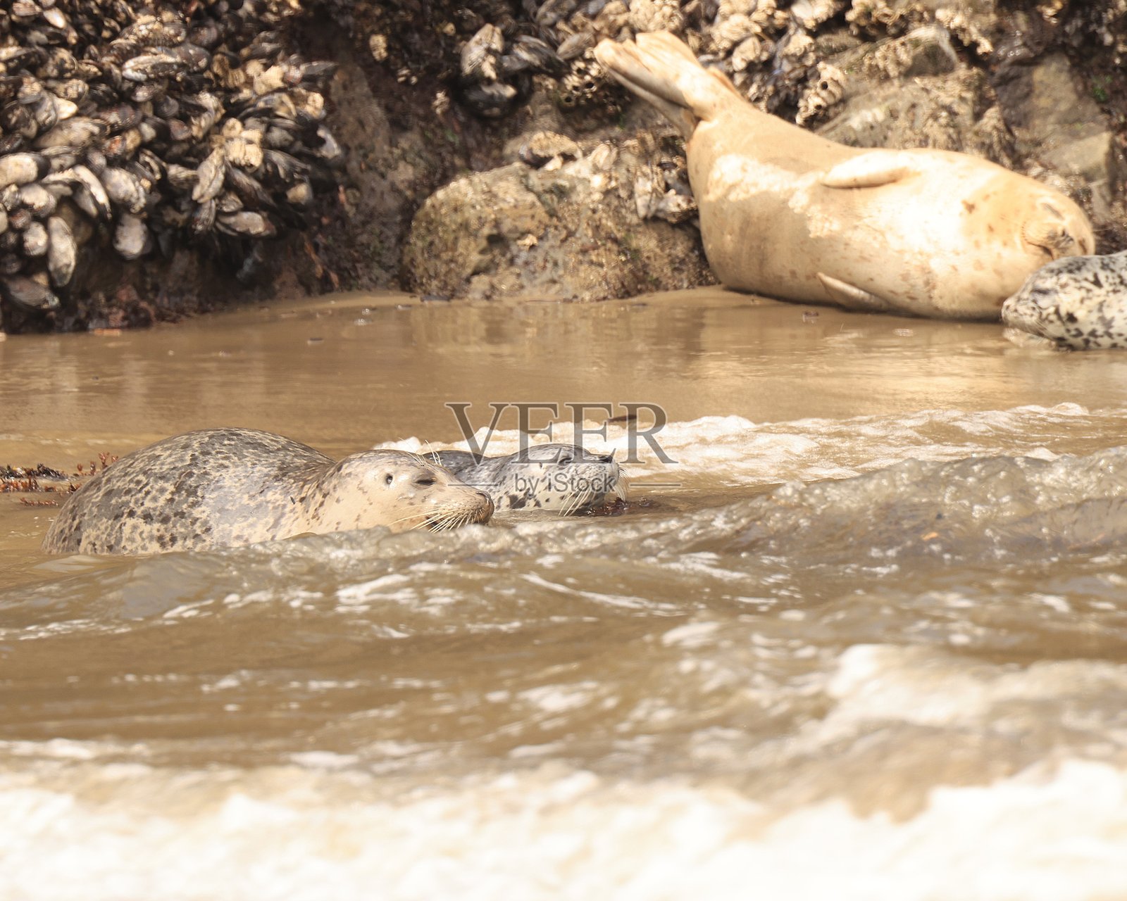 母海豹和她的小崽并肩游泳照片摄影图片