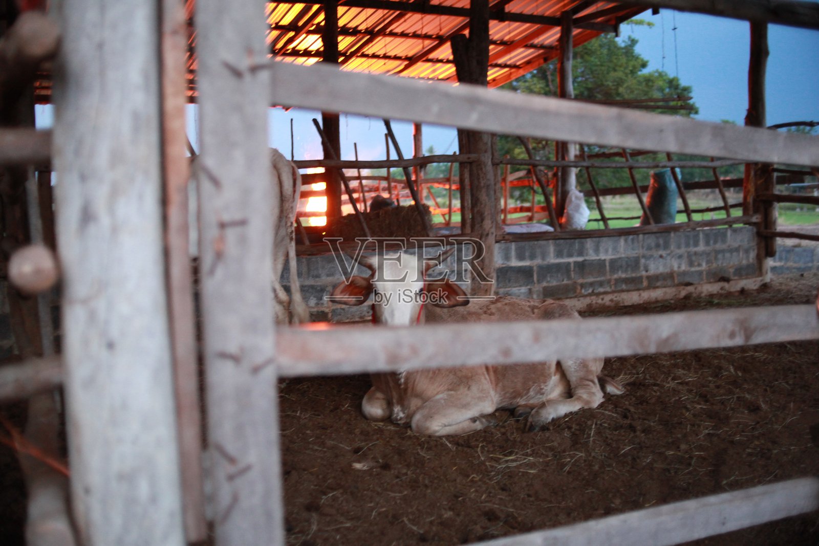 泰国牛照片摄影图片