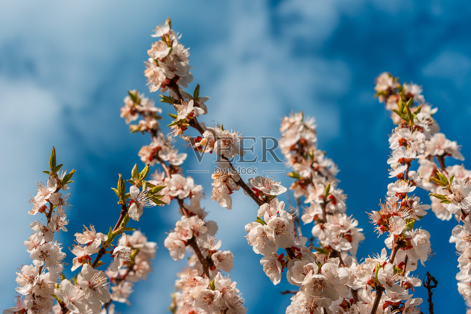 盛开的春天树木，花朵点缀在蓝天背景下，留有文字空间，自然背景照片摄影图片