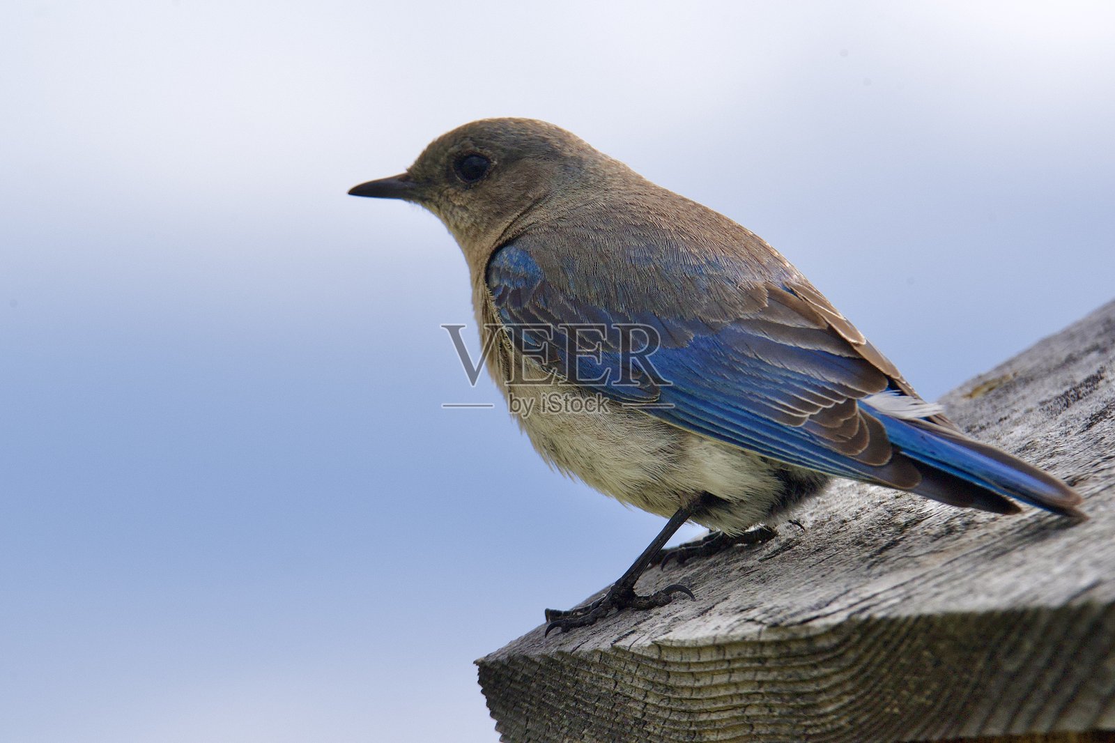 山蓝鸟照片摄影图片
