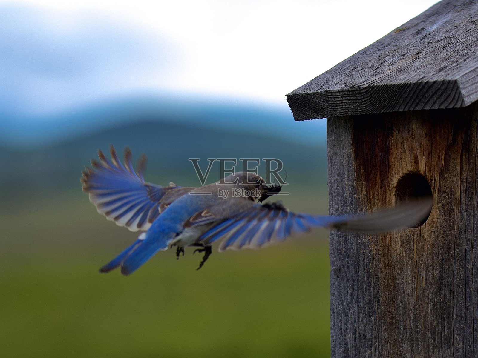 山蓝鸟照片摄影图片
