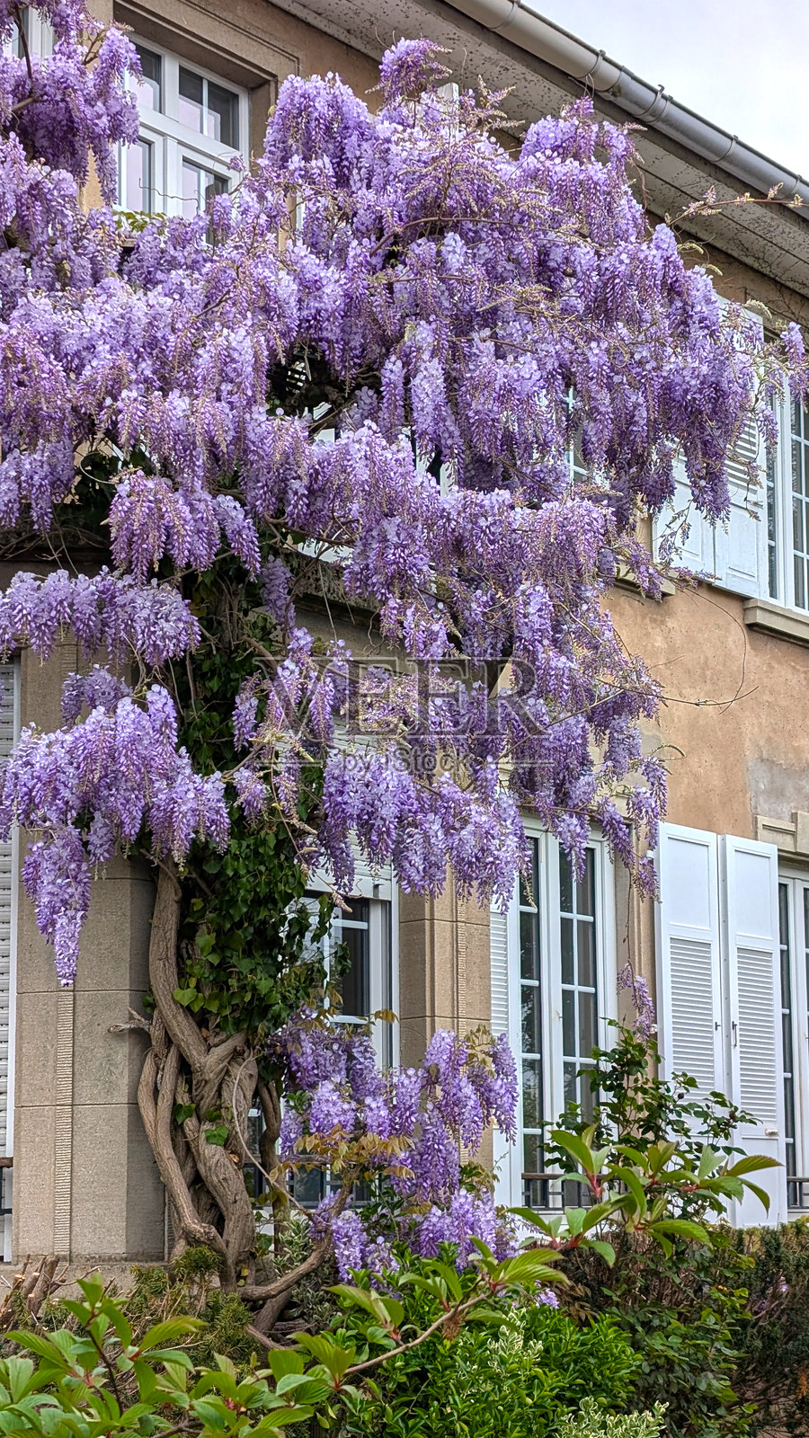 紫藤花垂挂在法国一座迷人的历史建筑上。鲜艳的紫色花朵和郁郁葱葱的绿植共同营造出一幅自然美的如画景象。照片摄影图片