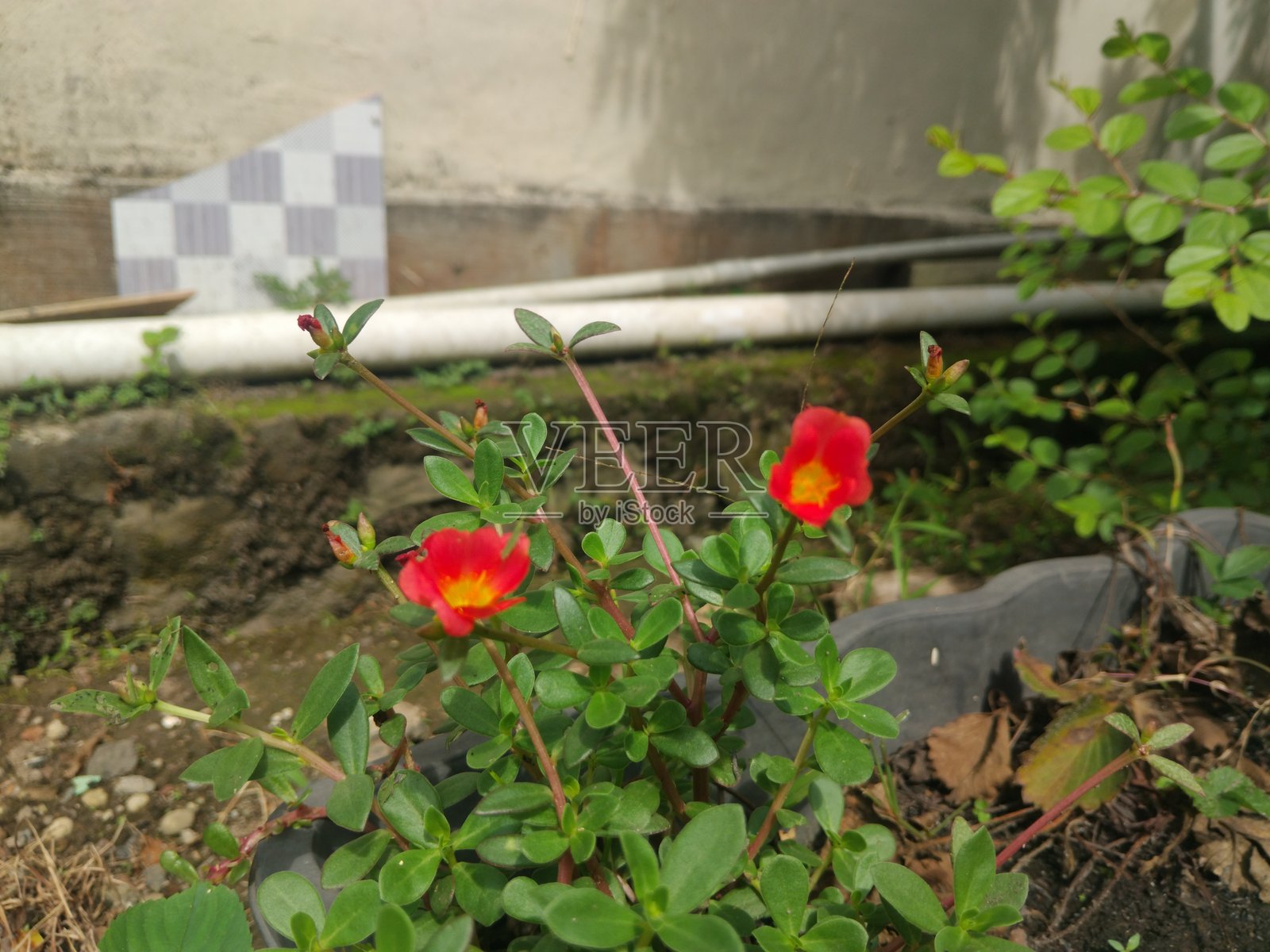 玫瑰苔（大花马齿苋）照片摄影图片