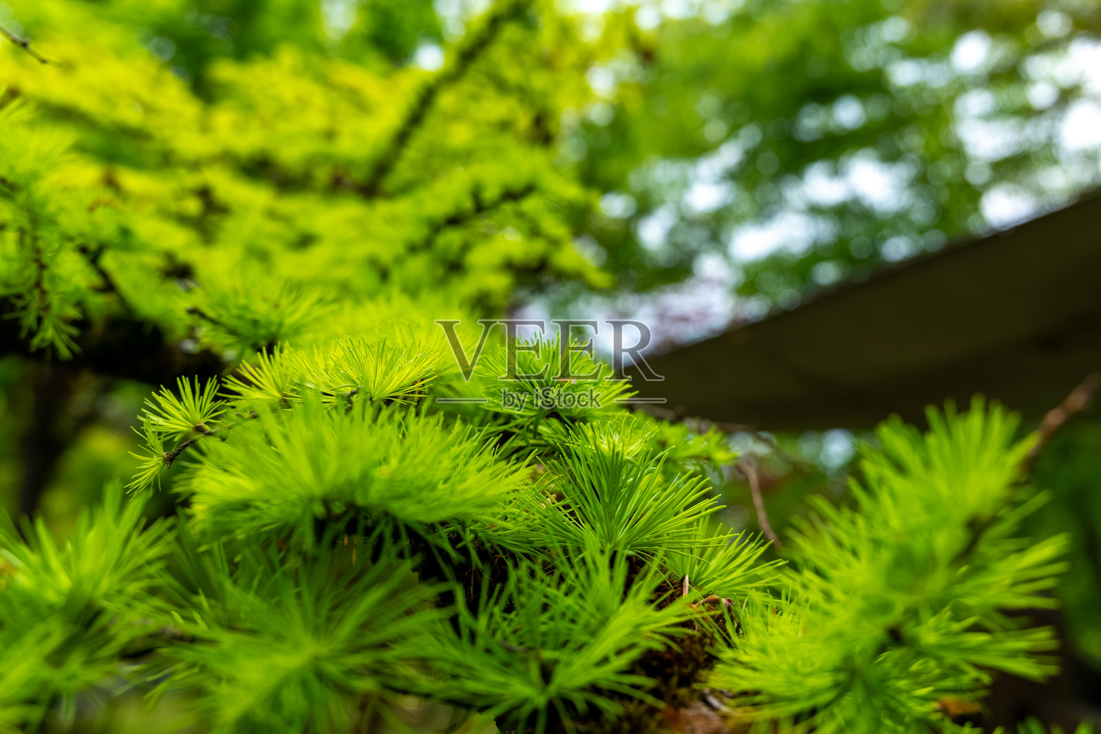 郁郁葱葱的针叶树枝在雾气弥漫的清晨为宁静的森林营造出一种宁静的氛围照片摄影图片