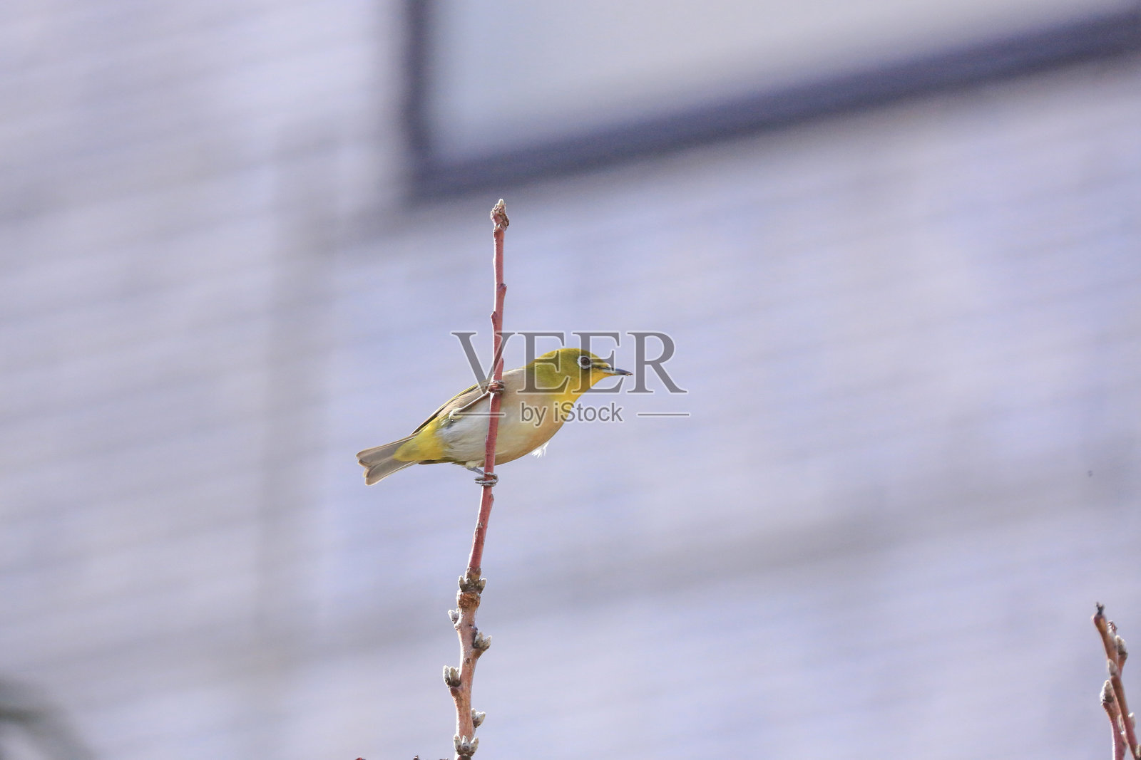 银眼鸟栖息在树枝上照片摄影图片