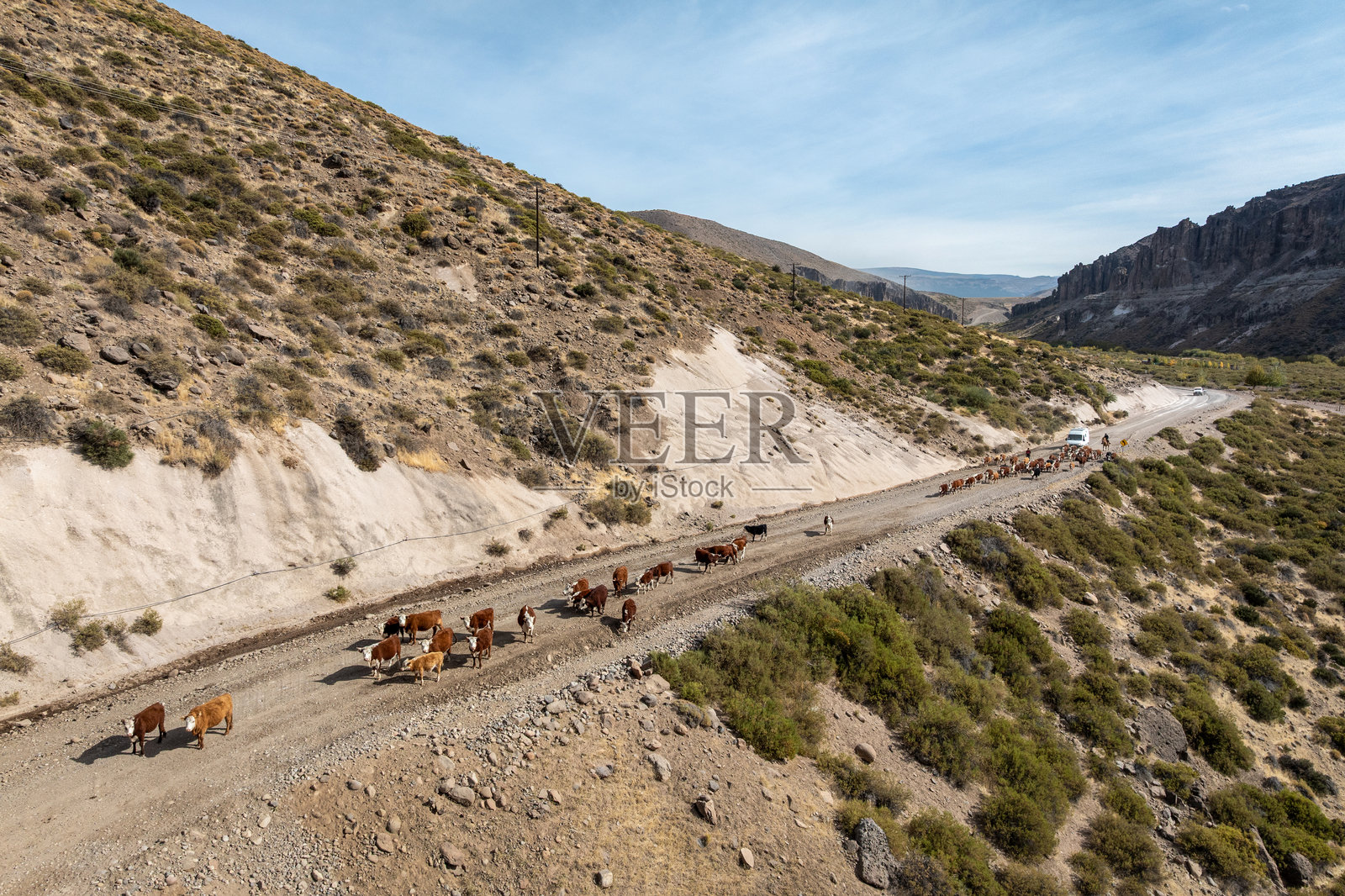 从空中俯瞰一群牛在丘陵地带的土路上被驱赶，体现了迁徙放牧的概念。照片摄影图片
