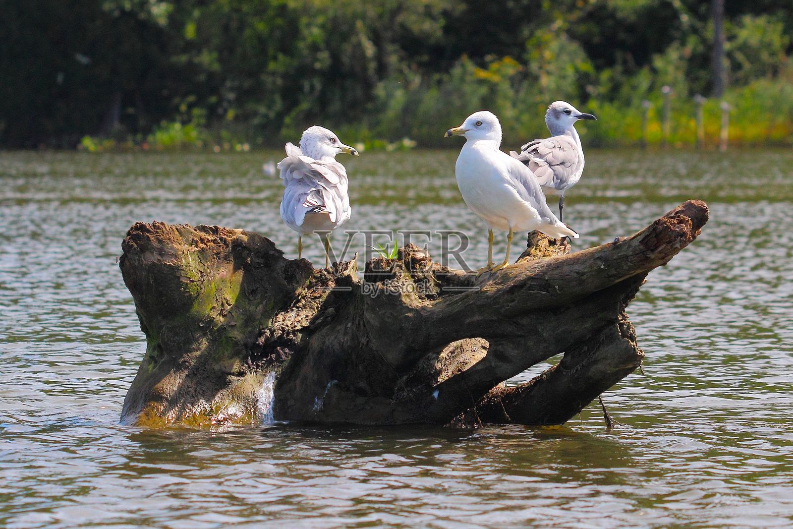 三只海鸥栖息在漂流木上，湖面宁静。照片摄影图片