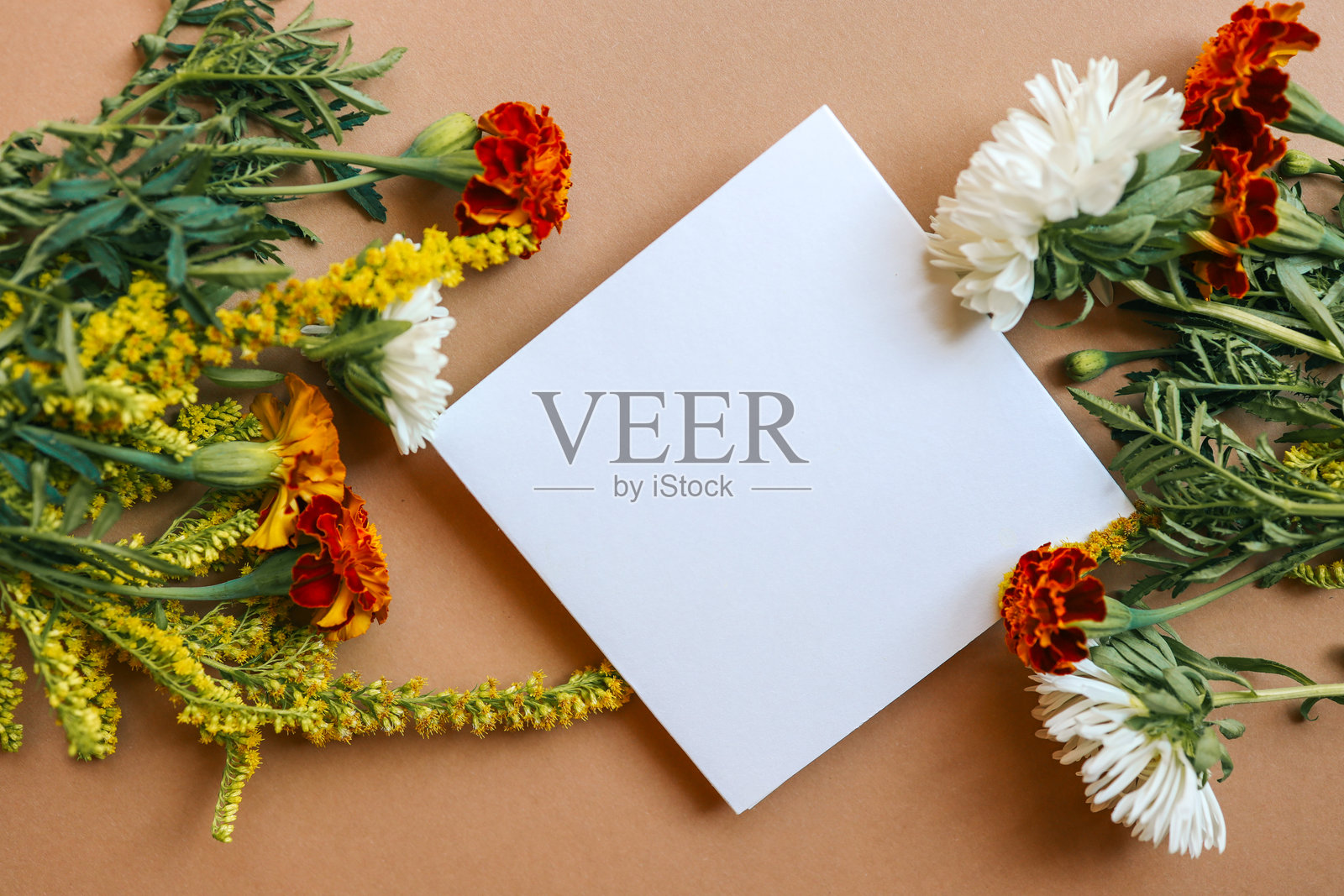 顶部视角的空白白色方卡片，周围环绕着新鲜的万寿菊、 chrysanthemums 和金雀花，背景为米色。用于信息或设计的花卉样板。照片摄影图片