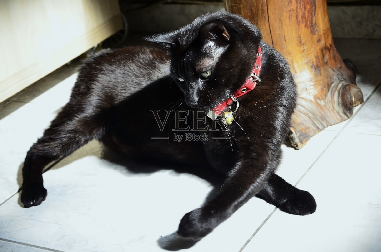 一只日本短尾猫（Felis catus）在阳光下的地板上玩耍照片摄影图片