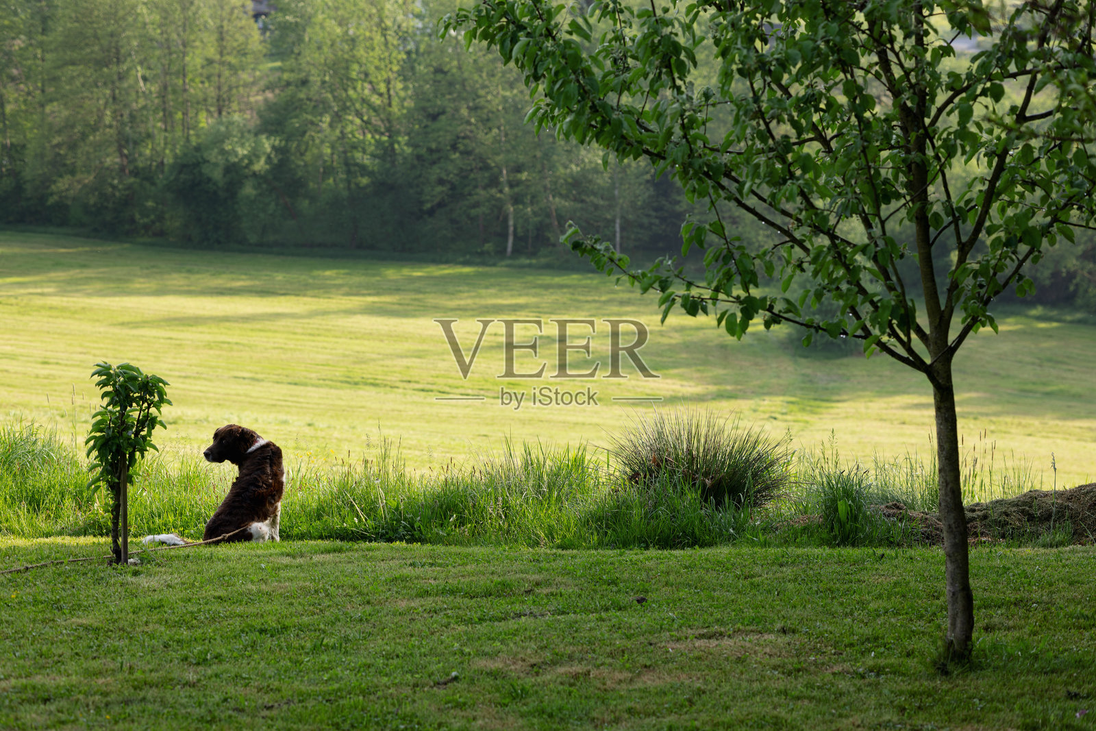 狗在春天的日子里守护着年轻的花园照片摄影图片