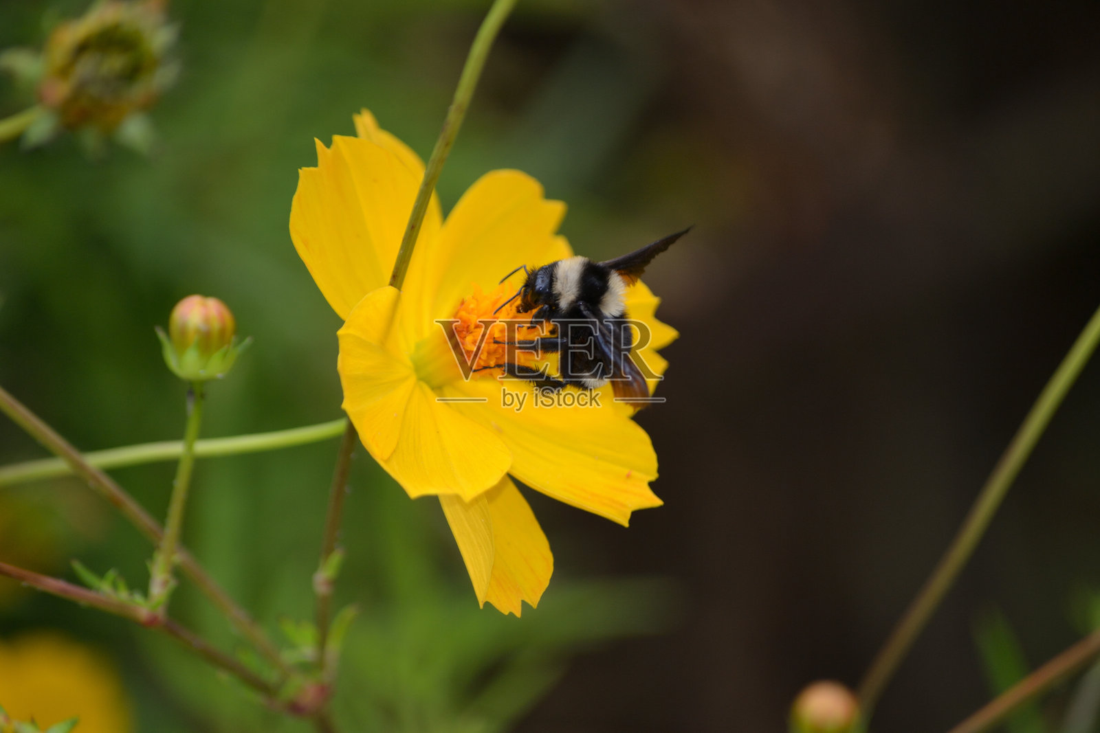 美洲大黄蜂（Bombus pensylvanicus），正在为黄花大波斯菊（Cosmos sulphureus）去除花粉或授粉。照片摄影图片