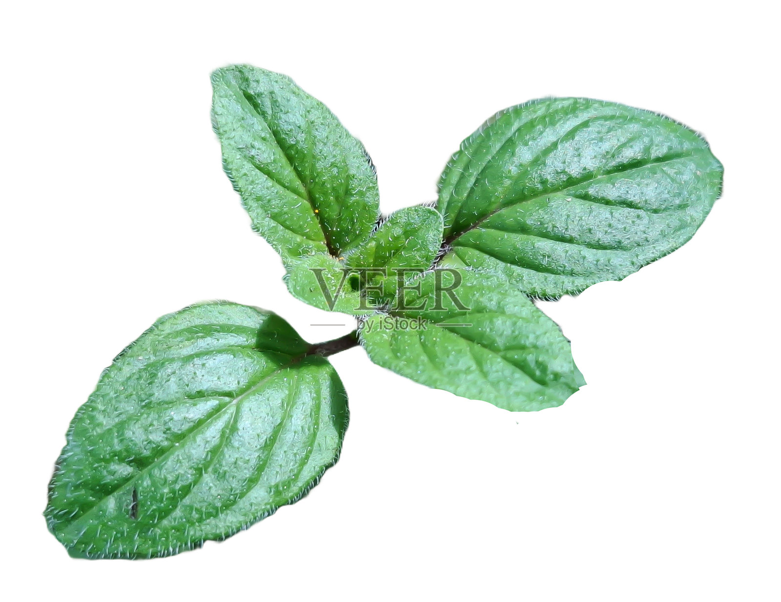 孤立在白色背景上的牛至植物。牛至（Origanum vulgare）植物照片摄影图片