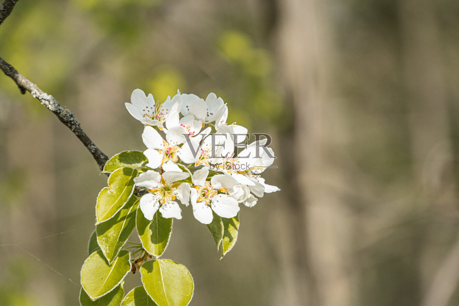 樱花树枝特写，盛开的白色和粉色花朵，绿色叶子，自然背景中有树林和阳光，未见文字，浅景深摄影强调。照片摄影图片