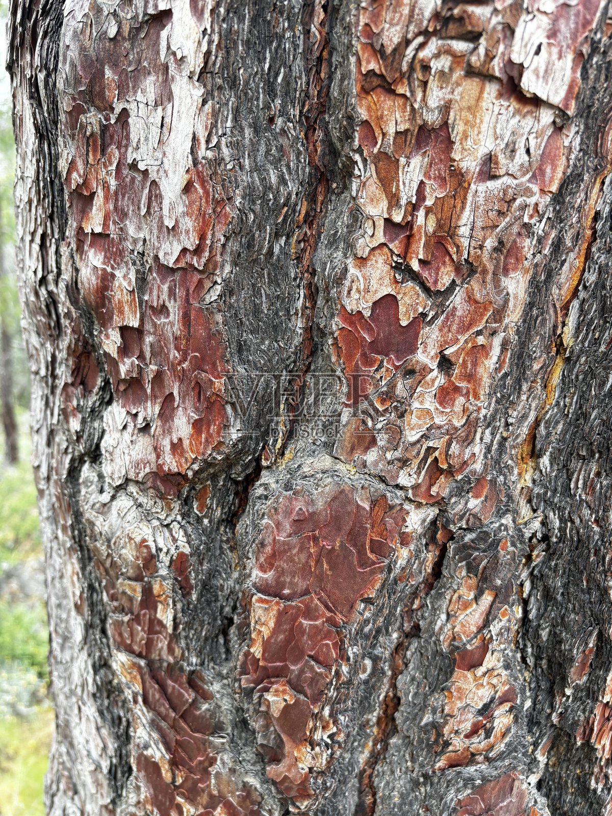 西伯利亚雪松树皮特写照片摄影图片