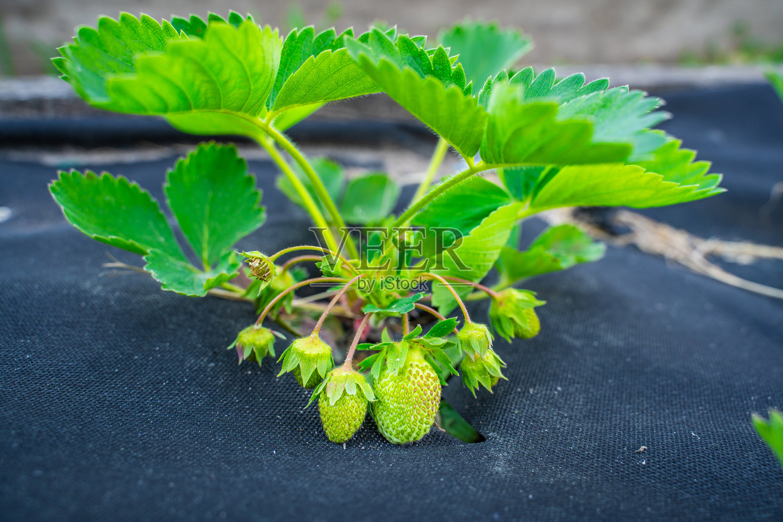 菜园床上的绿色草莓特写照片摄影图片