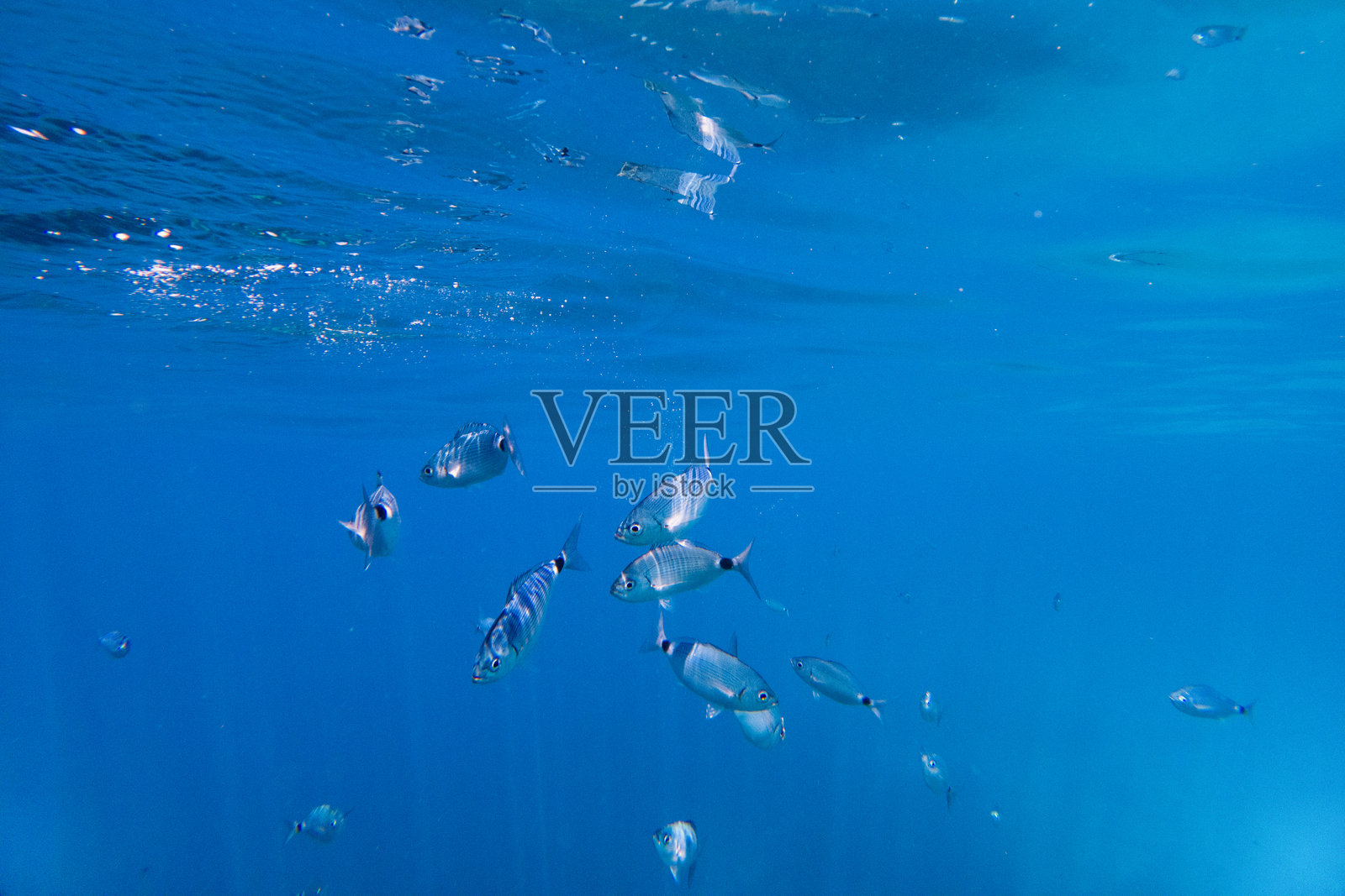 在清澈蓝色海洋中游动的鱼群照片摄影图片