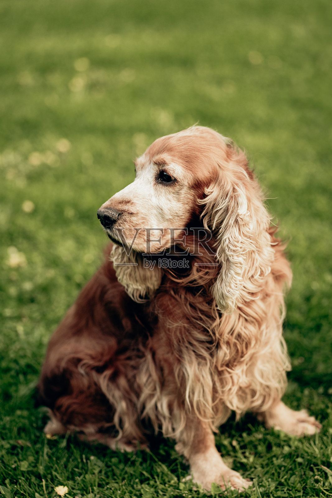 一只长着灰色毛发的成年可卡犬坐在公园的绿草上照片摄影图片