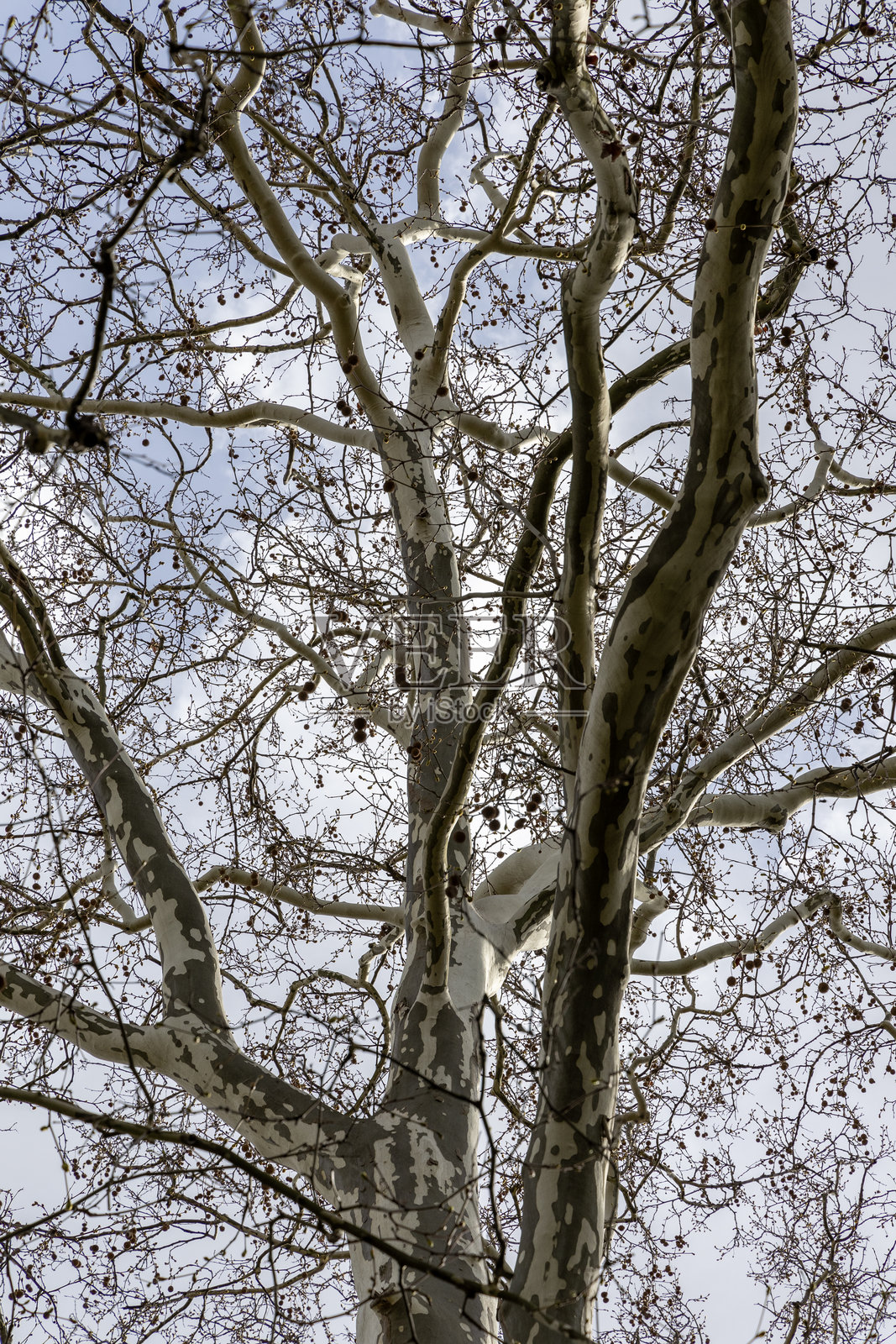古老枫树的春季枝条。春季风景。德国德累斯顿照片摄影图片