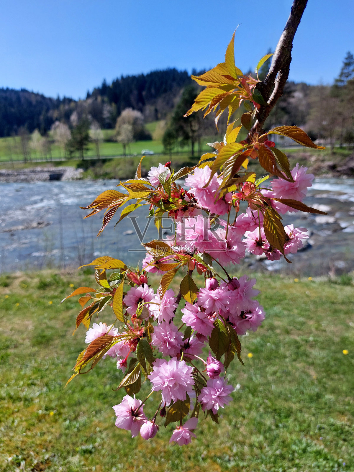日本樱花盛开 - 粉色的树枝。樱花。莫济尔加伊。斯洛文尼亚照片摄影图片